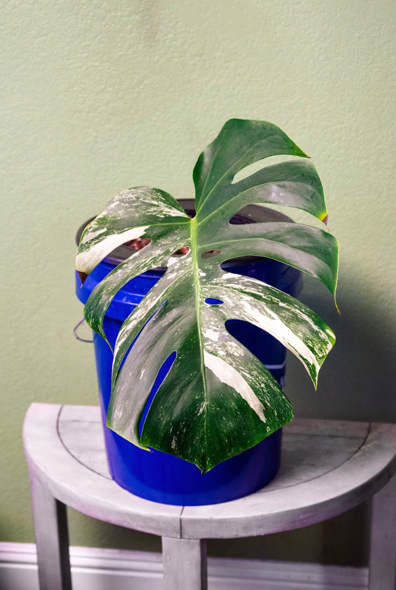 Monstera Variegated Albo rooted outlet cutting