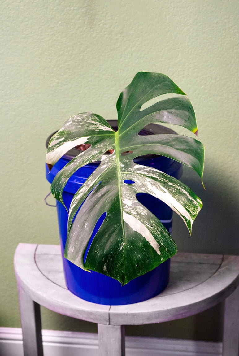 Rooted Variegated Monstera Cutting (10 Available)