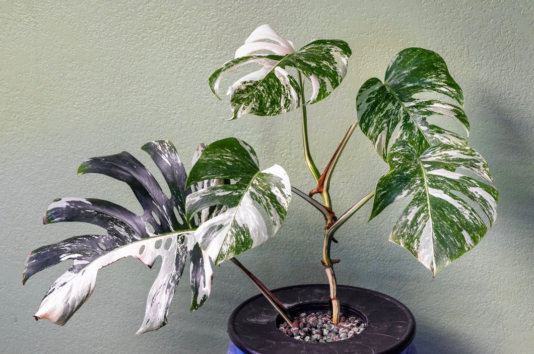 Variegated Monstera Rooted 5 Leaves