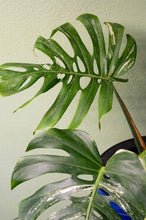 Load image into Gallery viewer, Variegated Monstera Rooted 4 Leaves
