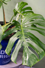 Load image into Gallery viewer, Variegated Monstera Rooted 4 Leaves
