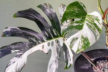 Load image into Gallery viewer, Variegated Monstera Rooted 5 Leaves
